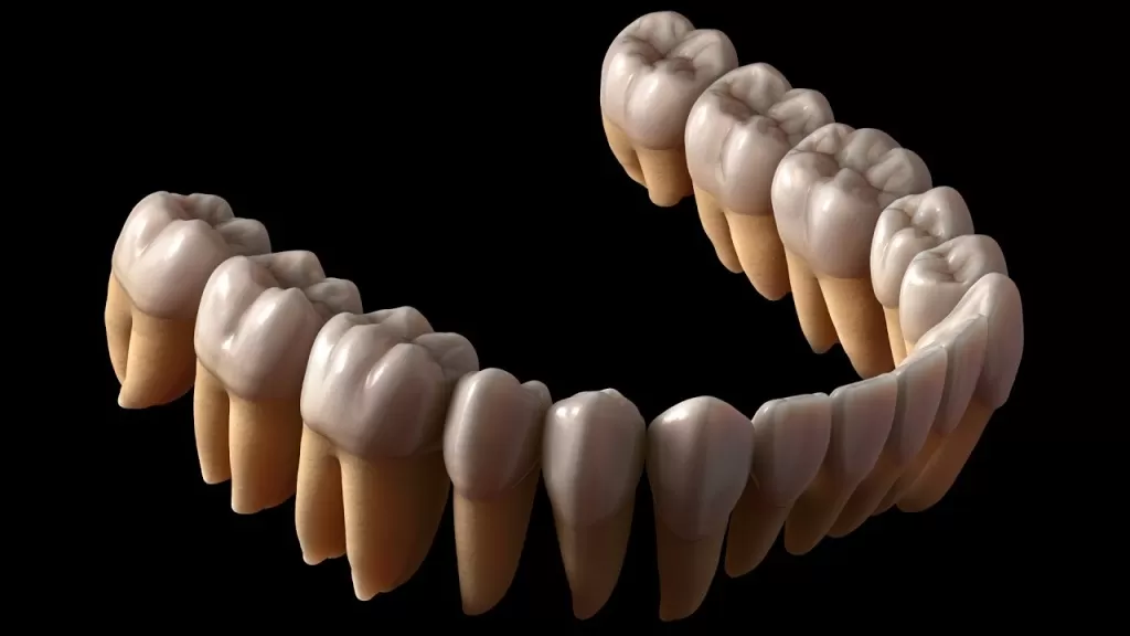 Нерв является основным проводником чувствительности зубов